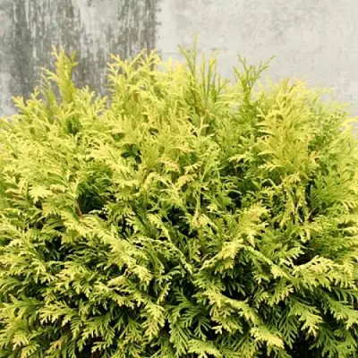 Туя ГОЛДЕН ГЛОБ западная в Полоцке