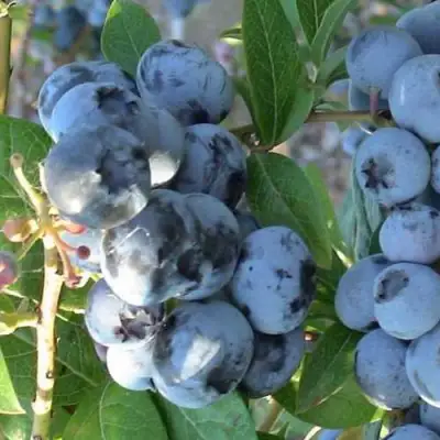 Голубика НОРТЛАНД в Полоцке