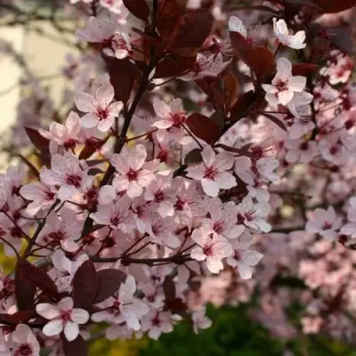 Слива НИГРА растопыреная в Полоцке