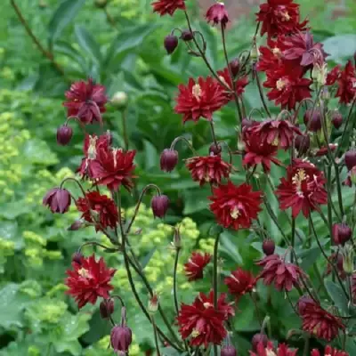 Аквилегия РУБИ ПОРТ обыкновенная в Полоцке