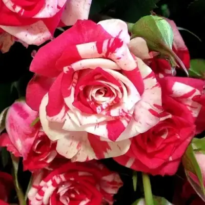 Роза ФАЙЕР ВОРКС миниатюрная в Полоцке