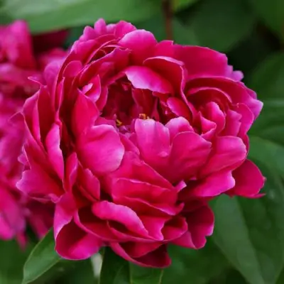 Пион ЛУИ ВАН-ГУТТ травянистый в Полоцке