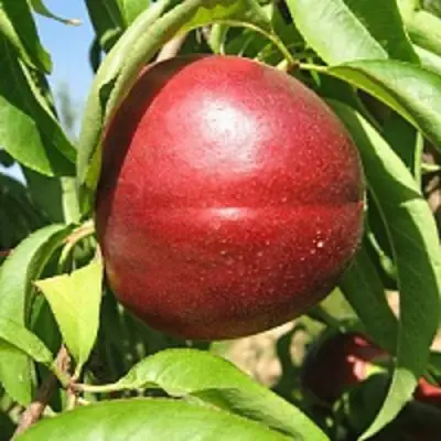 Нектарин ФАНТАЗИЯ в Полоцке