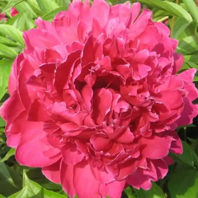 Пион ПУРПУРНЫЙ ФЕНИКС травянистый в Полоцке