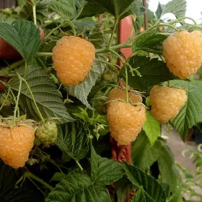 Малина ЗЮГАНА ЗОЛОТАЯ в Полоцке