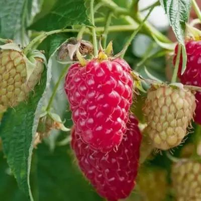 Малина МАРАСТАР в Полоцке