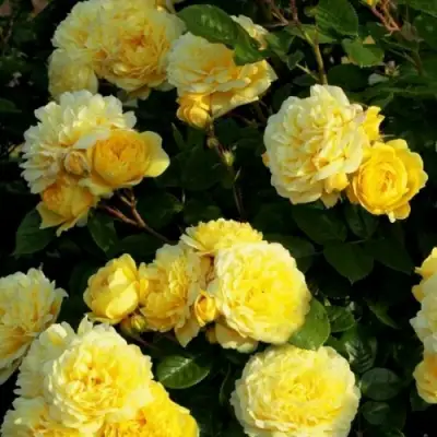 Роза АНИ ДЮПРЕЙ флорибунда в Полоцке