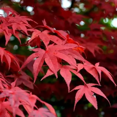 Клен гиннала  в Полоцке