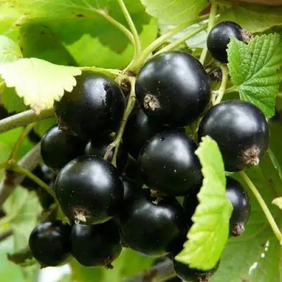 Смородина чёрная ГЕРКУЛЕС в Полоцке