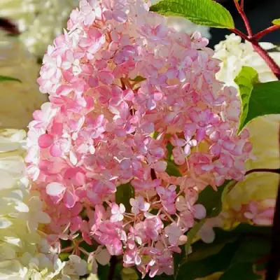 Гортензия ДИАМАНТИНО метельчатая в Полоцке