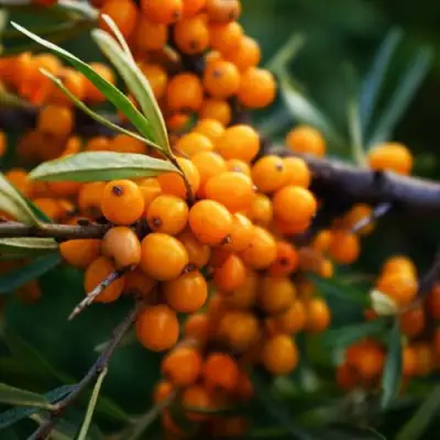 Облепиха МОСКОВСКАЯ ПРОЗРАЧНАЯ в Полоцке