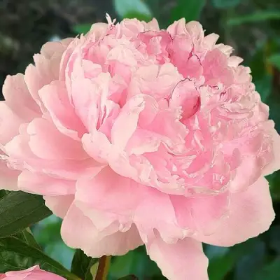 Пион САРА БЕРНАРД травянистый в Полоцке