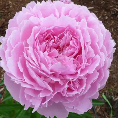 Пион ДЖАКОРМА травянистый в Полоцке