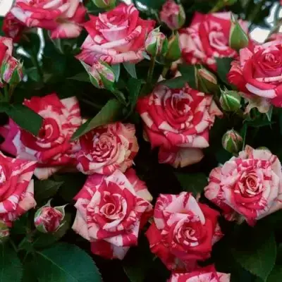 Роза ФАЙЕР ВОРКС миниатюрная в Полоцке