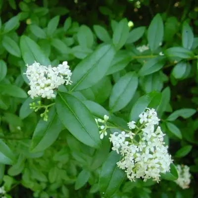 Бирючина обыкновенная АТРОВИРЕНС в Полоцке