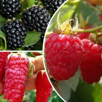 Комплект ЯГОДНЫЙ МИКС в Полоцке