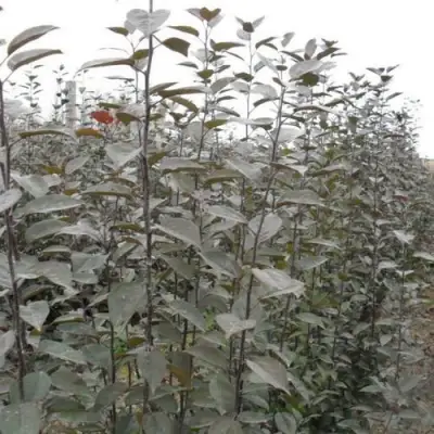 Подвой яблони 54-118 в Полоцке