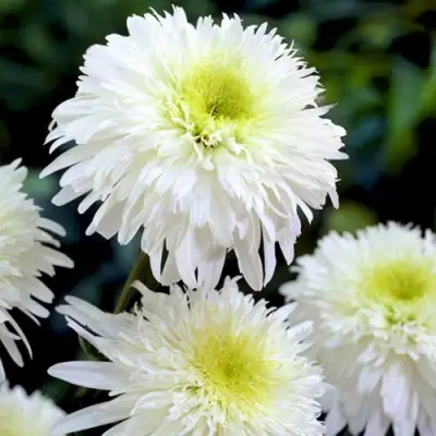 Нивяник ФИОНА ГОГХИЛЛ великолепный в Полоцке