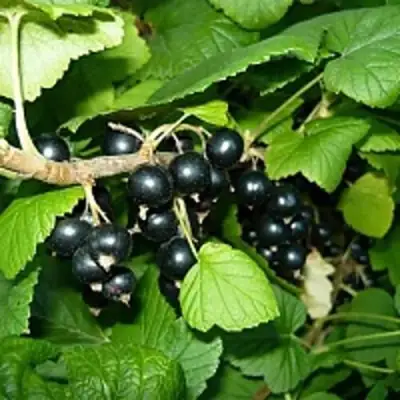 Смородина чёрная ВЕЛОЙ (ЛЕНИНГРАДСКАЯ СЛАДКАЯ) в Полоцке