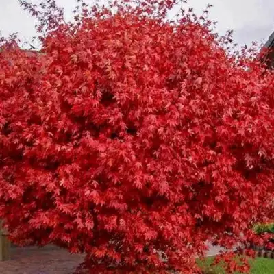 Клен гиннала  в Полоцке