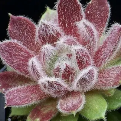 Молодило ТАРАНТУЛА в Полоцке