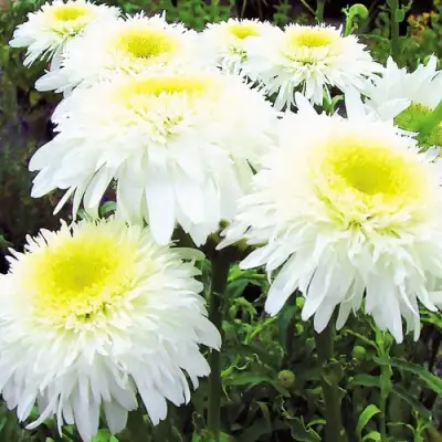 Нивяник ФИОНА ГОГХИЛЛ великолепный в Полоцке