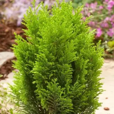 Кипарисовик ЭЛВУДИ ГОЛД лавсона в Полоцке