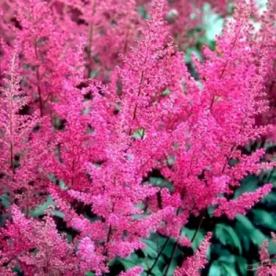 Астильба ЭЛИЗАБЕТ ВАН ВИН японская в Полоцке