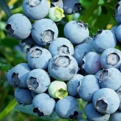 Голубика ПУРУ в Полоцке