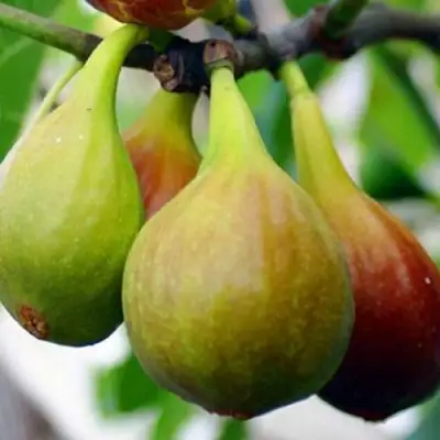 Инжир ДАЛМАТСКИЙ в Полоцке