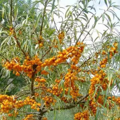 Облепиха ДАР МГУ в Полоцке