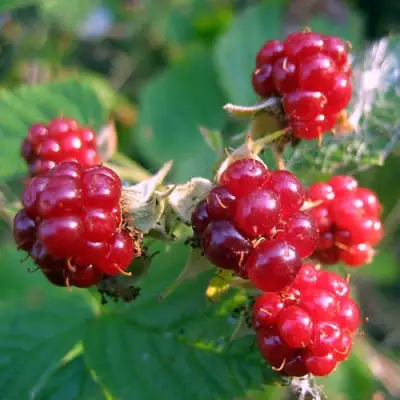 Княженика АСТРА в Полоцке