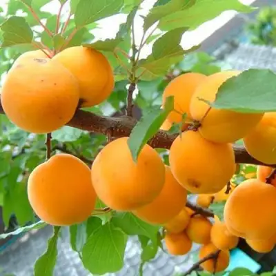 Абрикос ОРИГИНАЛ в Полоцке