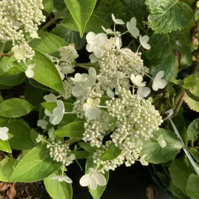 Гортензия ПРИМ ВАЙТ метельчатая в Полоцке