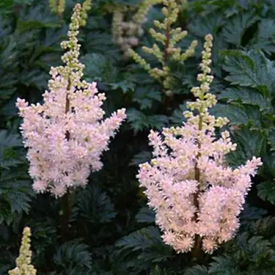 Астильба ЛИЛИПУТ курчавая в Полоцке