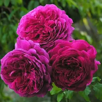 Роза КЕЙТ английская в Полоцке