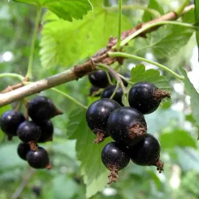 Смородина чёрная ШАРОВИДНАЯ в Полоцке