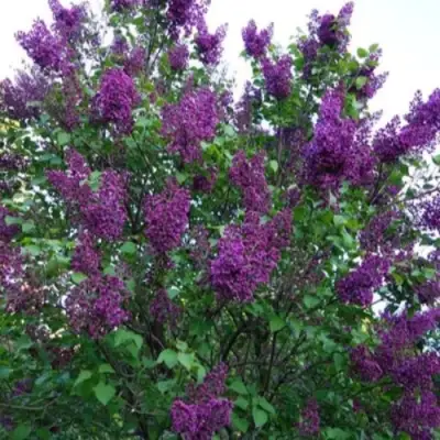 Сирень СУМЕРКИ в Полоцке