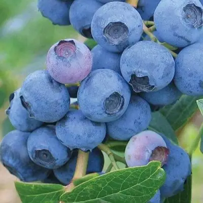 Голубика ЭРЛИБЛЮ в Полоцке