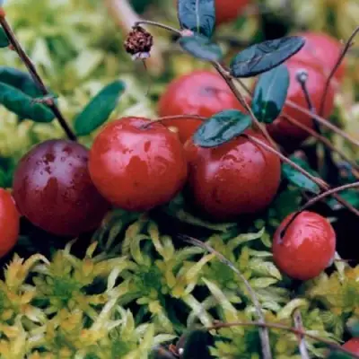 Клюква МАК ФАРЛИН в Полоцке