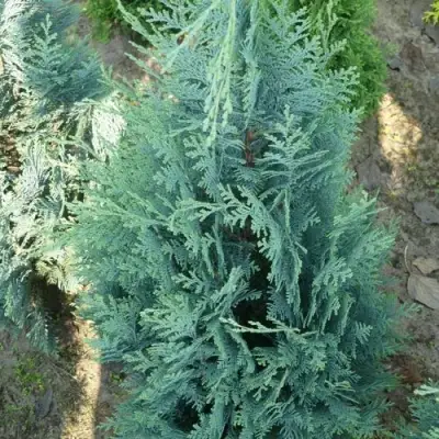 Кипарисовик КОЛУМНАРИС лавсона в Полоцке