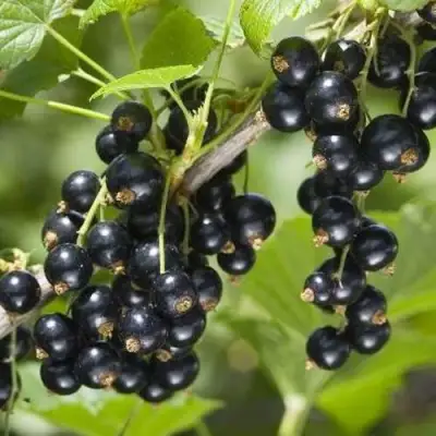 Смородина чёрная ВОЛШЕБНИЦА в Полоцке