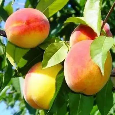 Персик ПАМЯТЬ ЛОЙКО в Полоцке