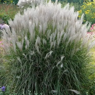 Мискантус КЛЯЙН СИЛЬБЕРСПАЙН китайский  в Полоцке