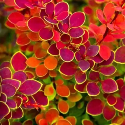 Барбарис ОРАНЖ САНРАЙЗ тунберга в Полоцке