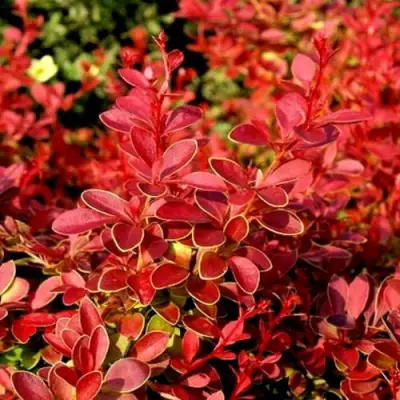 Барбарис КОРАЛ тунберга в Полоцке