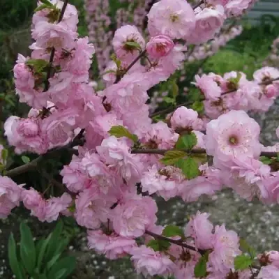 Миндаль ТРЁХЛОПАСТНЫЙ (луизеания) в Полоцке