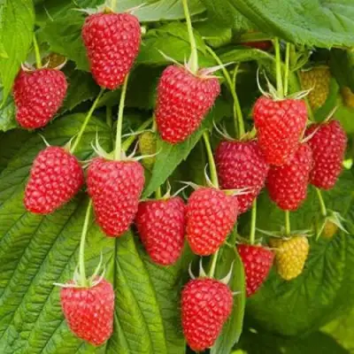 Малина БРУСВЯНА в Полоцке