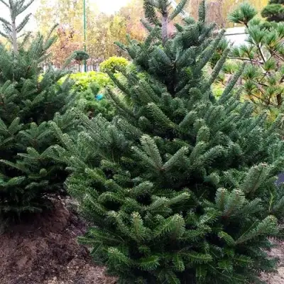 Пихта ФРАЗЕРА в Полоцке