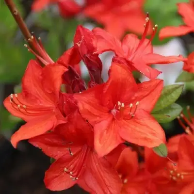 Азалия ПАРКФАЕР листопадная в Полоцке